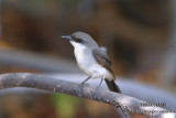 Mangrove Robin 0196.jpg