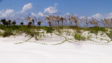 Talbot Island Beach Front Dunes