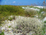 Talbot Island Beach Front Dunes