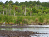  Wildlife at Six Mile Landing(Alligator /Great Blue Heron)