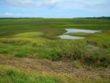 Simpsons Creek Grass Flats