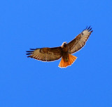 Red-tailed Hawk #1