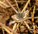 Common Checkered-Skipper