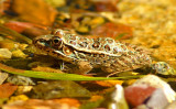 Lowland Leopard Frog