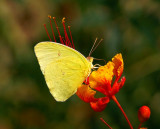 Cloudless Giant Sulfur