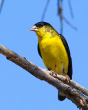 Lesser Goldfinch