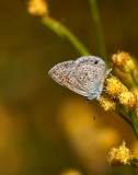 Ceraunus Blue