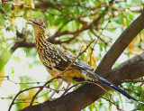 Road Runner #2