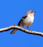 Northern Mocking Bird