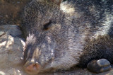 Sleeping Javelina