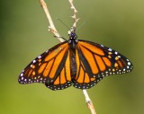 Monarch