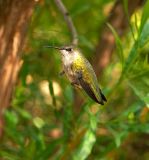 Female Black Chinned Hummingbird #2