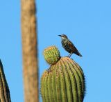 European Starling