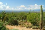 Sonora Desert Museum #1