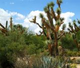Desert Museum #3