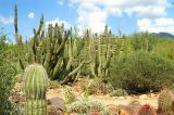 Desert Museum #7