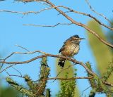 Cactus Wren