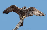 Juvenile Peregrine Falcon