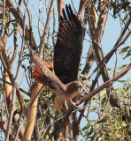 Red-Tailed Hawk