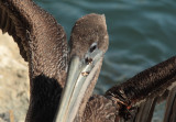 Wounded Brown Pelican