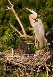 Great Blue Heron With Chick