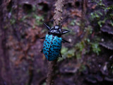 Blue Insect