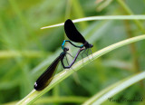 Ebony Jewelwings