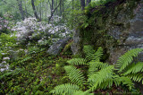 Laurel & Rock;  RedRun, Tioga Co.