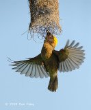 Weaver, Baya (male) @ Murai Farmway