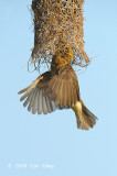 Weaver, Baya (male) @ Murai Farmway