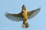 Weaver, Baya (male) @ Murai Farmway