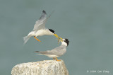 Tern, Little @ Kranji