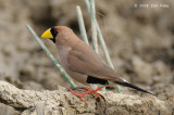 Finch, Masked @  Mary River Excavation Pits