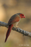 Finch, Crimson (female) @ Mary River Excavation Pits