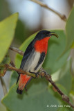 Mistletoebird (male) @ Casuarina Coastal Reserve