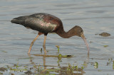Ibis, Glossy @ Mamukala Wetlands