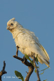 Corella, Little @ Mamukala Wetlands