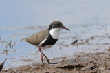 Dotterel, Red-kneed @ Copperfield Dam