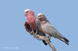 Galah (male & imm) @ Copperfield Dam