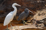 Egret, Eastern Reef @ East Point Reserve