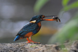 Kingfisher, Indigo-banded @ Villa Escudero