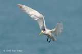 Tern, Crested @ Nightcliff