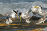 Tern, Lesser Crested @ Nightcliff