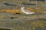 Stint, Red-necked @ Nightcliff