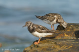 Turnstone, Ruddy @ Nightcliff