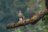 Eagle, Lesser Fish @ Sungei Tahan