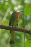 Bee-eater, Red-bearded (female) @ Nusa Camp