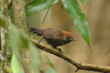 Babbler, Fluffy-backed Tit (juvenile)