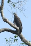 Eagle, Grey-headed Fish @ Kinabatangan