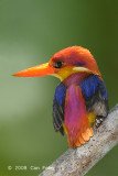 Kingfisher, Rufous-backed @ Tabin